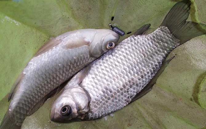 夏季钓鲫鱼钓深水还是浅水？-坠落鱼