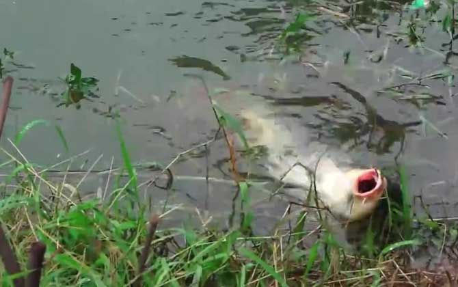 夏季钓鱼水草太多怎么处理？-坠落鱼