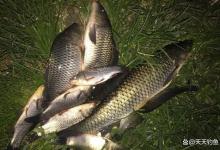 夏季夜钓，4种地形大鱼最多，找准位置连竿上鱼-坠落鱼