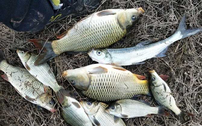 野钓鲤鱼是钓底还是钓浮？-坠落鱼