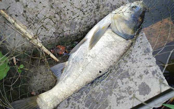 钓鲢鳙水深多少才合适？-坠落鱼